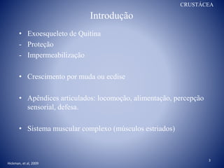 Introdução
• Exoesqueleto de Quitina
- Proteção
- Impermeabilização
• Crescimento por muda ou ecdise
• Apêndices articulados: locomoção, alimentação, percepção
sensorial, defesa.
• Sistema muscular complexo (músculos estriados)
3
Hickman, et al, 2009
CRUSTÁCEA
 