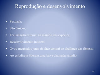 Reprodução e desenvolvimento
• Sexuada;
• São dioicos;
• Fecundação externa, na maioria das espécies;
• Desenvolvimento indireto
• Ovos encubados junto da face ventral do abdômen das fêmeas;
• Ao eclodirem liberam uma larva chamada náuplio.
30
 