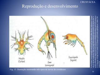 Reprodução e desenvolvimento
31
Fig. 15 Ilustração mostrando três tipos de larvas de crustáceos
Fonte:https://www.google.com.br/url?sa=i&rct=j&q=&esrc=s&source=image
s&cd=&cad=rja&uact=8&ved=0ahUKEwiQmfjo1qzNAhWCfZAKHc2BCN
gQjRwIBw&url=http%3A%2F%2Fwww.trabalhosescolares.net%2Fcrustaceo
s%2F&psig=AFQjCNGY2m0UVT23Ioaavczj9SAnKczqRQ&ust=14661709
99065529
CRUSTÁCEA
 