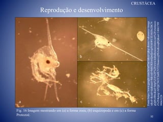 Reprodução e desenvolvimento
32
Fig. 16 Imagem mostrando em (a) a forma zoea, (b) esquizopoda e em (c) a forma
Protozoé.
Fonte:https://www.google.com.br/url?sa=i&rct=j&q=&esrc=s&source=image
s&cd=&cad=rja&uact=8&ved=0ahUKEwiQmfjo1qzNAhWCfZAKHc2BCN
gQjRwIBw&url=http%3A%2F%2Fwww.trabalhosescolares.net%2Fcrustaceo
s%2F&psig=AFQjCNGY2m0UVT23Ioaavczj9SAnKczqRQ&ust=14661709
99065529
CRUSTÁCEA
a
b
c
 