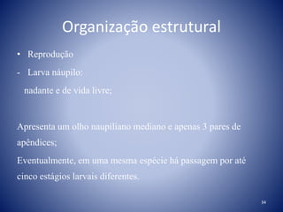 Organização estrutural
• Reprodução
- Larva náupilo:
nadante e de vida livre;
Apresenta um olho naupiliano mediano e apenas 3 pares de
apêndices;
Eventualmente, em uma mesma espécie há passagem por até
cinco estágios larvais diferentes.
34
 
