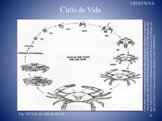 Ciclo de Vida
35Fig. 18 Ciclo de vida de um siri
Fonte:https://www.google.com.br/url?sa=i&rct=j&q=&esrc=s&source=images&cd
=&cad=rja&uact=8&ved=0ahUKEwiQmfjo1qzNAhWCfZAKHc2BCNgQjRwIBw
&url=http%3A%2F%2Fwww.trabalhosescolares.net%2Fcrustaceos%2F&psig=AF
QjCNGY2m0UVT23Ioaavczj9SAnKczqRQ&ust=1466170999065529
CRUSTÁCEA
 