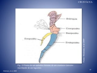 37
Fig. 19 Partes de um apêndice birreme de um crustaceo (terceiro
maxilipede de um lagostin).
Fonte:Hickman,etal2009
CRUSTÁCEA
Hickman, et al, 2009
 