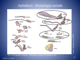 Apêndices –Homologia seriada
38
Fig. 20 Exopodito–amarelo, Endopodito–púrpura, Protopodito-rosa
Fonte:Hickman,etal2009
Hickman, et al, 2009
 