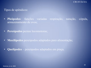 CRUSTÁCEA
Tipos de apêndices:
• Pleópodos: funções variadas respiração, natação, cópula,
armazenamento de ovos;
• Pereópodos pernas locomotoras;
• Maxilípedes pereópodos adaptados para alimentação;
• Quelípodes – pereópodos adaptados em pinça.
Hickman, et al, 2009
39
 