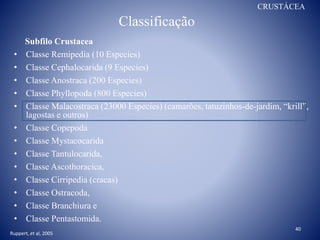 Classificação
CRUSTÁCEA
Subfilo Crustacea
• Classe Remipedia (10 Especies)
• Classe Cephalocarida (9 Especies)
• Classe Anostraca (200 Especies)
• Classe Phyllopoda (800 Especies)
• Classe Malacostraca (23000 Especies) (camarões, tatuzinhos-de-jardim, “krill”,
lagostas e outros)
• Classe Copepoda
• Classe Mystacocarida
• Classe Tantulocarida,
• Classe Ascothoracica,
• Classe Cirripedia (cracas)
• Classe Ostracoda,
• Classe Branchiura e
• Classe Pentastomida.
Ruppert, et al, 2005
40
 