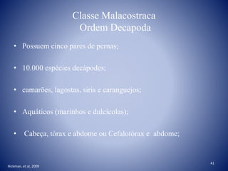 Classe Malacostraca
Ordem Decapoda
• Possuem cinco pares de pernas;
• 10.000 espécies decápodes;
• camarões, lagostas, siris e caranguejos;
• Aquáticos (marinhos e dulcícolas);
• Cabeça, tórax e abdome ou Cefalotórax e abdome;
Hickman, et al, 2009
41
 