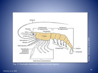 Fig. 21 Ilustração mostrando o corpo de uma lagosta
Fonte:Hickman,etal2009
Hickman, et al, 2009
43
 