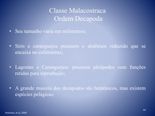 Classe Malacostraca
Ordem Decapoda
• Seu tamanho varia em milímetros;
• Siris e caranguejos possuem o abdômen reduzido que se
encaixa no cefalotórax;
• Lagostas e Caranguejos: possuem pleópodos com funções
retidas para reprodução;
• A grande maioria dos decápodos são bentônicos, mas existem
espécies pelágicas;
Hickman, et al, 2009
44
 