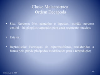 Classe Malacostraca
Ordem Decapoda
• Sist. Nervoso: Nos camarões e lagostas –cordão nervoso
ventral – há gânglios separados para cada segmento torácico;
• Estetos;
• Reprodução: Formação de espermatóforos, transferidos a
fêmea pelo par de pleópodos modificados para a reprodução;
Hickman, et al, 2009
45
 