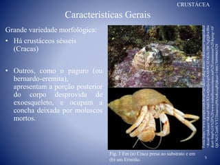 Características Gerais
CRUSTÁCEA
Grande variedade morfológica:
• Há crustáceos sésseis
(Cracas)
• Outros, como o paguro (ou
bernardo-eremita),
apresentam a porção posterior
do corpo desprovida de
exoesqueleto, e ocupam a
concha deixada por moluscos
mortos.
a
b
Fig. 1 Em (a) Craca presa ao substrato e em
(b) um Ermitão.
Fonte:https://www.google.com.br/url?sa=i&rct=j&q=&esrc=s&source=images&cd
=&cad=rja&uact=8&ved=0ahUKEwiQmfjo1qzNAhWCfZAKHc2BCNgQjRwIBw
&url=http%3A%2F%2Fwww.trabalhosescolares.net%2Fcrustaceos%2F&psig=AF
QjCNGY2m0UVT23Ioaavczj9SAnKczqRQ&ust=1466170999065529
5
 