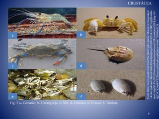 a
c
e
b
d
f
Fig. 2 a- Camarão; b- Caranguejo; c- Siri; d- Limulus; e- Cracas; f- Tatuíras;
CRUSTÁCEA
6
Fonte:https://www.google.com.br/url?sa=i&rct=j&q=&esrc=s&source=images&cd
=&cad=rja&uact=8&ved=0ahUKEwiQmfjo1qzNAhWCfZAKHc2BCNgQjRwIBw
&url=http%3A%2F%2Fwww.trabalhosescolares.net%2Fcrustaceos%2F&psig=AF
QjCNGY2m0UVT23Ioaavczj9SAnKczqRQ&ust=1466170999065529
 