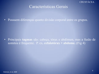 Características Gerais
• Possuem diferenças quanto divisão corporal entre os grupos.
• Principais tagmas são: cabeça, tórax e abdômen, mas a fusão de
somitos é frequente. P. ex. cefalotórax + abdome. (Fig 4)
CRUSTÁCEA
Hickman, et al, 2009
9
 