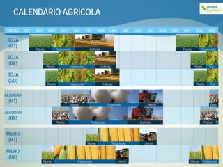 CALENDÁRIO AGRÍCOLA
 SAFRA    SET   OUT        NOV          DEZ      JAN       FEV       MAR      ABR         MAI    JUN      JUL      AGO   SET   OUT        NOV          DEZ

 SOJA
 (MT)
                Plantio             Tratamento              Colheita                                                           Plantio         Tratamento

 SOJA
 (BA)
                          Plantio             Tratamento               Colheita                                                          Plantio       Trat..

 SOJA
 (GO)
                          Plantio             Tratamento                Colheita                                                          Plantio         Trat.


ALGODÃO
 (MT)
                                              Plantio                      Tratamento                   Colheita                                          Plant.

ALGODÃO
 (BA)
                                    Plantio                  Tratamento                            Colheita                                        Plantio        T.



MILHO
 (MT)
                                                           Plantio                Tratamento           Colheita

MILHO
 (BA)                                                                                                                                                10
                      Plantio                      Tratamento                         Colheita                                       Plantio       Tratamento
 