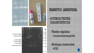 Apresentação1, 2 e 3.pdf aula de anatomia