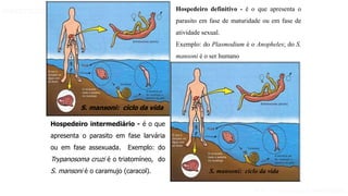 Aula 1- Introdução à parasitologia
PARASITOLOGIA BÁSICA
Hospedeiro intermediário - é o que
apresenta o parasito em fase larvária
ou em fase assexuada. Exemplo: do
Trypanosoma cruzi é o triatomíneo, do
S. mansoni é o caramujo (caracol).
Hospedeiro definitivo - é o que apresenta o
parasito em fase de maturidade ou em fase de
atividade sexual.
Exemplo: do Plasmodium é o Anopheles; do S.
mansoni é o ser humano
S. mansoni: ciclo da vida
S. mansoni: ciclo da vida
 