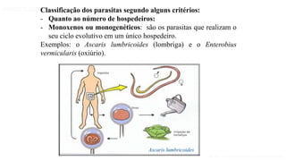 Aula 1- Introdução à parasitologia
PARASITOLOGIA BÁSICA
Classificação dos parasitas segundo alguns critérios:
- Quanto ao número de hospedeiros:
- Monoxenos ou monogenéticos: são os parasitas que realizam o
seu ciclo evolutivo em um único hospedeiro.
Exemplos: o Ascaris lumbricoides (lombriga) e o Enterobius
vermicularis (oxiúrio).
Ascaris lumbricoides
 