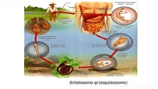 Aula 1- Introdução à parasitologia
PARASITOLOGIA BÁSICA
Schistossoma sp (esquistossomo)
 