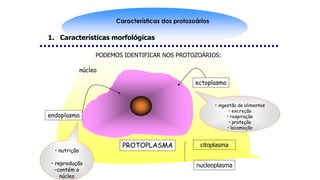 Características dos protozoários
1. Características morfológicas
PODEMOS IDENTIFICAR NOS PROTOZOÁRIOS:
PROTOPLASMA
ectoplasma
endoplasma
citoplasma
nucleoplasma
• ingestão de alimentos
• excreção
• respiração
• proteção
• locomoção
• nutrição
• reprodução
–contém o
núcleo
núcleo
 