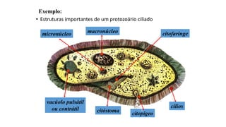 • Estruturas importantes de um protozoário ciliado
micronúcleo
vacúolo pulsátil
ou contrátil
citopígeo
citóstoma
macronúcleo citofaringe
cílios
Exemplo:
 