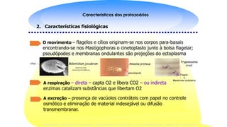 Introdução à protozoologia
Reino Protista: Sub-Reino Protozoa
PROTOZOÁRIOS
•Organismos eucariotos unicelulares;
•Capazes de realizar todas as funções vitais
encontradas nos organismos superiores;
•Das cerca de 35.000 espécies existentes ± 10.000 são parasitas e
destes ±10 parasitam os seres humanos;
Universidade Federal do Rio de Janeiro – Profa. Marise da Silva Mattos- Curso de Parasitologia – Módulo de Protozoologia
Características dos protozoários
2. Características fisiológicas
O movimento – flagelos e cílios originam-se nos corpos para-basais
encontrando-se nos Mastigophoras o cinetoplasto junto à bolsa flagelar;
pseudópodes e membranas ondulantes são projeções do ectoplasma
A respiração – direta – capta O2 e libera CO2 – ou indireta
enzimas catalizam substâncias que libertam O2
A excreção – presença de vacúolos contráteis com papel no controle
osmótico e eliminação de material indesejável ou difusão
transmembranar.
J.Norman Grim
University of California
Balantidium jocularum
cílios Amoeba proteus
pseudopode
Trypanosoma
cruzi
Flagelo
e
Membrana ondulante
 