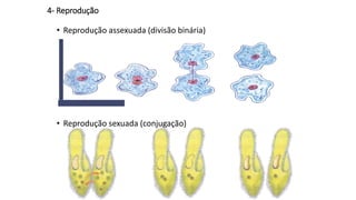 4- Reprodução
• Reprodução assexuada (divisão binária)
• Reprodução sexuada (conjugação)
 