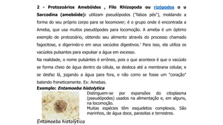 2 - Protozoários Amebóides , Filo Rhizopoda ou rizópodos o u
Sarcodina (amebóide): utilizam pseudópodos ("falsos pés"), moldando a
forma do seu próprio corpo para se locomover; é o grupo onde é encontrada a
Ameba, que usa muitos pseudópodes para locomoção. A ameba é um óptimo
exemplo de protozoário, obtendo seu alimento através do processo chamado
fagocitose, e digerindo-o em seus vacúolos digestivos.' Para isso, ela utiliza os
vacúolos pulsantes para expulsar a água em excesso.
Na realidade, o nome pulsántes é errôneo, pois o que acontece é que o vacúolo
se forma cheio de água dentro da célula, se desloca até a membrana celular, e
se desfaz lá, jogando a água para fora, e não como se fosse um "coração"
batendo freneticamente. Ex: Amebas.
Exemplo: Entamoeba histolytica
Distinguem-se por expansões do citoplasma
(pseudópodes) usados na alimentação e, em alguns,
na locomoção.
Muitas espécies têm esqueletos complexos. São
marinhos, de água doce, parasitas e terrestres.
Entamoeba histolytica
 