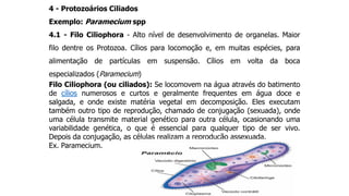 4 - Protozoários Ciliados
Exemplo: Paramecium spp
4.1 - Filo Ciliophora - Alto nível de desenvolvimento de organelas. Maior
filo dentre os Protozoa. Cílios para locomoção e, em muitas espécies, para
alimentação de partículas em suspensão. Cílios em volta da boca
especializados (Paramecium)
Filo Ciliophora (ou ciliados): Se locomovem na água através do batimento
de cílios numerosos e curtos e geralmente frequentes em água doce e
salgada, e onde existe matéria vegetal em decomposição. Eles executam
também outro tipo de reprodução, chamado de conjugação (sexuada), onde
uma célula transmite material genético para outra célula, ocasionando uma
variabilidade genética, o que é essencial para qualquer tipo de ser vivo.
Depois da conjugação, as células realizam a reprodução assexuada.
Ex. Paramecium.
 