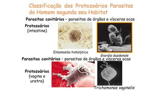 Classificação dos Protozoários Parasitas
do Homem segundo seu Habitat
Parasitas cavitários – parasitas de órgãos e vísceras ocas
Protozoários
(intestino)
Entamoeba histolytica
Giardia duodenale
Parasitas cavitários – parasitas de órgãos e vísceras ocas
Protozoários
(vagina e
uretra)
Trichomonas vaginalis
 