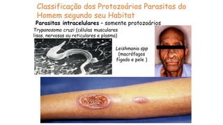 Classificação dos Protozoários Parasitas do
Homem segundo seu Habitat
Parasitas intracelulares – somente protozoários
Trypanosoma cruzi (células musculares
lisas, nervosas ou reticulares e plasma)
Leishmania spp
(macrófagos
fígado e pele )
 
