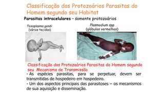 Classificação dos Protozoários Parasitas do
Homem segundo seu Habitat
Parasitas intracelulares – somente protozoários
Toxoplasma gondi
(vários tecidos)
Plasmodium spp
(glóbulos vermelhos)
Classificação dos Protozoários Parasitas do Homem segundo
seu Mecanismo de Transmissão
- As espécies parasitas, para se perpetuar, devem ser
transmitidas de hospedeiro em hospedeiro.
- Um dos aspectos principais das parasitoses – os mecanismos
de sua aquisição e disseminação.
 