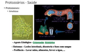 Protozoários - Saúde
• Protozooses:
• Amebíase
- Agente Etiológico - Entamoeba histolytica
- Sintomas – Lesões intestinais, disenteria e fezes com sangue
- Profilaxia – Lavar mãos, alimentos, ferver a água, ...
 