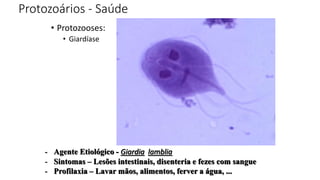 Protozoários - Saúde
• Protozooses:
• Giardíase
- Agente Etiológico - Giardia lamblia
- Sintomas – Lesões intestinais, disenteria e fezes com sangue
- Profilaxia – Lavar mãos, alimentos, ferver a água, ...
 