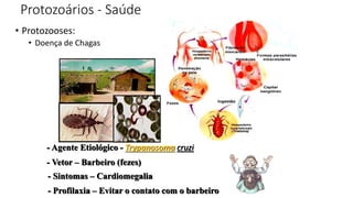 Protozoários - Saúde
• Protozooses:
• Doença de Chagas
- Vetor – Barbeiro (fezes)
- Agente Etiológico - Trypanosoma cruzi
- Sintomas – Cardiomegalia
- Profilaxia – Evitar o contato com o barbeiro
 