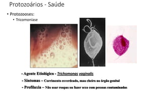 Protozoários - Saúde
• Protozooses:
• Tricomoníase
- Agente Etiológico - Trichomonas vaginalis
- Sintomas – Corrimento esverdeado, mau cheiro no órgão genital
- Profilaxia – Não usar roupas ou fazer sexo com pessoas contaminadas
 