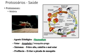 Protozoários - Saúde
• Protozooses:
• Malária
- Agente Etiológico - Plasmodium
- Vetor – Anopheles / mosquito-prego
- Sintomas – Febre alta, calafrio e mal estar
- Profilaxia – Evitar a picada do mosquito
 