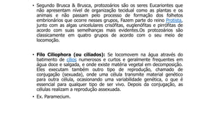 • Segundo Brusca & Brusca, protozoários são os seres Eucariontes que
não apresentam nível de organização tecidual como as plantas e os
animais e não passam pelo processo de formação dos folhetos
embrionários que ocorre nesses grupos, Fazem parte do reino Protista,
junto com as algas unicelulares crisófitas, euglenófitas e pirrófitas de
acordo com suas semelhanças mais evidentes.Os protozoários são
classicamente em quatro grupos de acordo com o seu meio de
locomoção.
• Filo Ciliophora (ou ciliados): Se locomovem na água através do
batimento de cílios numerosos e curtos e geralmente frequentes em
água doce e salgada, e onde existe matéria vegetal em decomposição.
Eles executam também outro tipo de reprodução, chamado de
conjugação (sexuada), onde uma célula transmite material genético
para outra célula, ocasionando uma variabilidade genética, o que é
essencial para qualquer tipo de ser vivo. Depois da conjugação, as
células realizam a reprodução assexuada.
• Ex. Paramecium.
 
