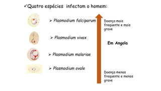 Quatro espécies infectam o homem:
 Plasmodium falciparum
 Plasmodium vivax
 Plasmodium malariae
 Plasmodium ovale
Doença mais
freqüente e mais
grave
Doença menos
freqüente e menos
grave
Em Angola
 