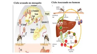 Ciclo sexuado no mosquito Ciclo Assexuado no homem
 