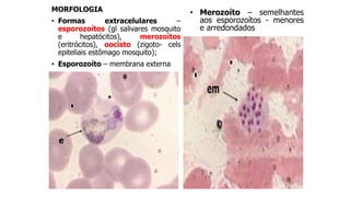 MORFOLOGIA
• Formas extracelulares –
esporozoítos (gl salivares mosquito
e hepatócitos), merozoítos
(eritrócitos), oocisto (zigoto- cels
epiteliais estômago mosquito);
• Esporozoíto – membrana externa
• Merozoíto – semelhantes
aos esporozoítos - menores
e arredondados
 