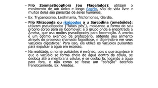 • Filo Zoomastigophora (ou Flagelados): utilizam o
movimento de um único e longo flagelo, são de vida livre e
muitos deles são parasitas de seres humanos.
• Ex: Trypanosoma, Leishmania, Trichomonas, Giardia.
• Filo Rhizopoda ou rizópodos o u Sarcodina (amebóide):
utilizam pseudópodos ("falsos pés"), moldando a forma do seu
próprio corpo para se locomover; é o grupo onde é encontrada a
Ameba, que usa muitos pseudópodes para locomoção. A ameba
é um óptimo exemplo de protozoário, obtendo seu alimento
através do processo chamado fagocitose, e digerindo-o em seus
vacúolos digestivos.' Para isso, ela utiliza os vacúolos pulsantes
para expulsar a água em excesso.
• Na realidade, o nome pulsántes é errôneo, pois o que acontece é
que o vacúolo se forma cheio de água dentro da célula, se
desloca até a membrana celular, e se desfaz lá, jogando a água
para fora, e não como se fosse um "coração" batendo
freneticamente. Ex: Amebas.
 