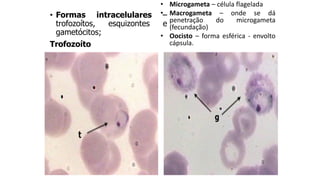 • Formas intracelulares –
trofozoítos, esquizontes e
gametócitos;
Trofozoíto
• Microgameta – célula flagelada
• Macrogameta – onde se dá
penetração do microgameta
(fecundação)
• Oocisto – forma esférica - envolto
cápsula.
 