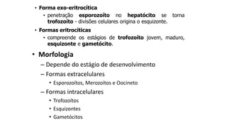 • Forma exo-eritrocítica
• penetração esporozoíto no hepatócito se torna
trofozoíto - divisões celulares origina o esquizonte.
• Formas eritrocíticas
• compreende os estágios de trofozoíto jovem, maduro,
esquizonte e gametócito.
• Morfologia
– Depende do estágio de desenvolvimento
– Formas extracelulares
• Esporozoítos, Merozoítos e Oocineto
– Formas intracelulares
• Trofozoítos
• Esquizontes
• Gametócitos
 