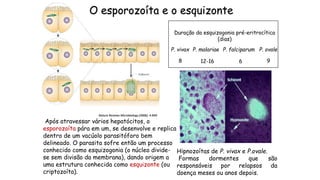 O esporozoíta e o esquizonte
Após atravessar vários hepatócitos, o
esporozoíta pára em um, se desenvolve e replica
dentro de um vacúolo parasitóforo bem
delineado. O parasita sofre então um processo
conhecido como esquizogonia (o núcleo divide-
se sem divisão da membrana), dando origem a
uma estrutura conhecida como esquizonte (ou
criptozoíta).
Hipnozoítas de P. vivax e P.ovale.
Formas dormentes que são
responsáveis por relapsos da
doença meses ou anos depois.
Nature Reviews Microbiology (2006): 4-849
P. vivax P. malariae P. falciparum P. ovale
8 12-16 6 9
Duração da esquizogonia pré-eritrocítica
(dias)
 