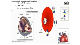 Mecanismos de penetração dos parasitas
- Excreção de enzimas
- Endocitose
- Lise da membrana celular
 