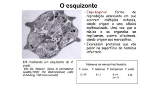O esquizonte
EM mostrando um esquizonte de P.
yoelii.
Ellis DS, Malaria", Topics in Inernational
Health,(1998) The WellcomeTrust, CABI
Publishing, CAB International)
• Esquizogonia: forma de
reprodução assexuada em que
ocorrem múltiplas mitoses,
dando origem a uma células
multinucleada. Uma vez que o
núcleo e as organelas se
replicaram, ocorre citocinese,
dando origem aos merozoítas.
• Expressam proteínas que vão
parar na superfície da hemácia
infectada.
P. vivax P. malariae P. falciparum P. ovale
6-12 8-24
(ou +)
4-16
Números de merozoítas/hemácia
12-24
 