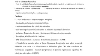 Patologia
• O ciclo eritrocítico é responsável pela patogenia.
• Destruição das hemácias: anemia e hipóxia.
– sequestro esplênico dos eritrócitos alterados
– auto-anticorpos desenvolvidos contra os parasitos e contra os eritrócitos
– antígenos do parasito são adsorvidos na superfície de eritrócitos normais.
• Toxicidade pela liberação de citocinas.
• TNF-alfa estimulam a expressão de moléculas de adesão - ICAM-1
• Citoaderência: parasito altera a forma bicôncava do eritrócito que adere na parede
endotelial dos vasos. – A citoaderência é estimulada pelo TNF alfa e mediada por
proteínas do hospedeiro – mediado por proteínas do parasito expressas na superfície dos
eritrócitos infectados – PfEMP1
Fonte de nutrição do Plasmodium
– Fonte de nutrição do Plasmodium no ciclo sanguíneo (Eritrocítico): ingestão de hemoglobina através do citóstoma
– Produção do pigmento malárico: hemozoína
• Granulações de Schuffner: P. vivax e P.ovale • Granulações de Maurer: P. falciparum • Granulações de Ziemann: P.
malariae
– Fagocitose pelas células de Kupffer e macrófagos do baço
 