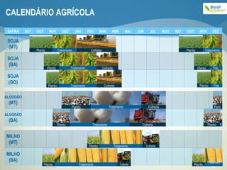 CALENDÁRIO AGRÍCOLA SAFRA SET OUT NOV DEZ JAN FEV MAR ABR MAI JUN JUL AGO SET OUT NOV DEZ SOJA (MT) SOJA (BA) SOJA (GO) ALGODÃO (MT) ALGODÃO (BA) Plantio Tratamento Colheita Plantio Tratamento Colheita Plantio Tratamento Colheita Plantio Tratamento Plantio Trat.. Plantio Trat. Plantio Tratamento Colheita Plantio Tratamento Colheita Plant. Plantio T. MILHO (MT) MILHO (BA) Plantio Tratamento Plantio Tratamento Colheita Colheita Plantio Tratamento 