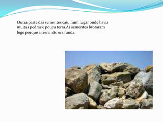 Outra parte das sementes caiu num lugar onde havia
muitas pedras e pouca terra.As sementes brotaram
logo porque a terra não era funda.
 