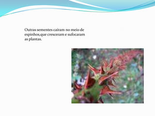 Outras sementes caíram no meio de
espinhos,que cresceram e sufocaram
as plantas.
 